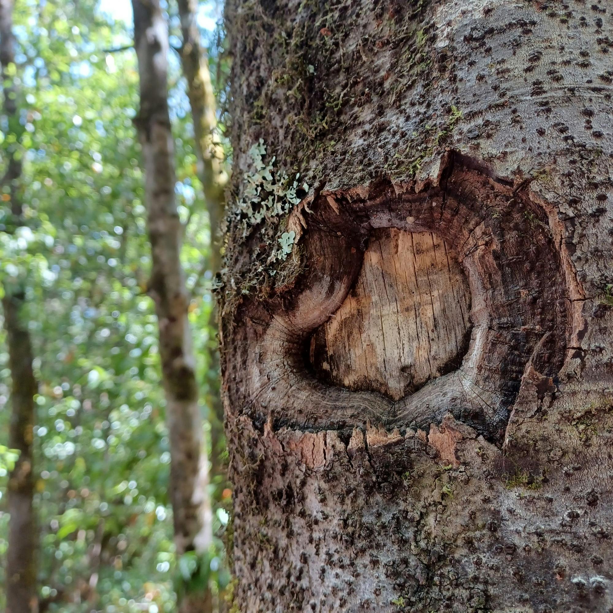 VIP La Gomera luxury minivan tour