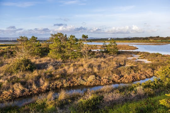Guided bike tour through Ria Formosa Natural Park