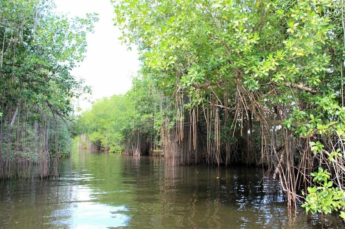 Black River boat tour plus Pelican Bar and Rick’s Café in Jamaica
