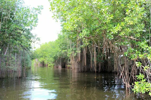 Black River boat tour plus Pelican Bar and Rick’s Café in Jamaica