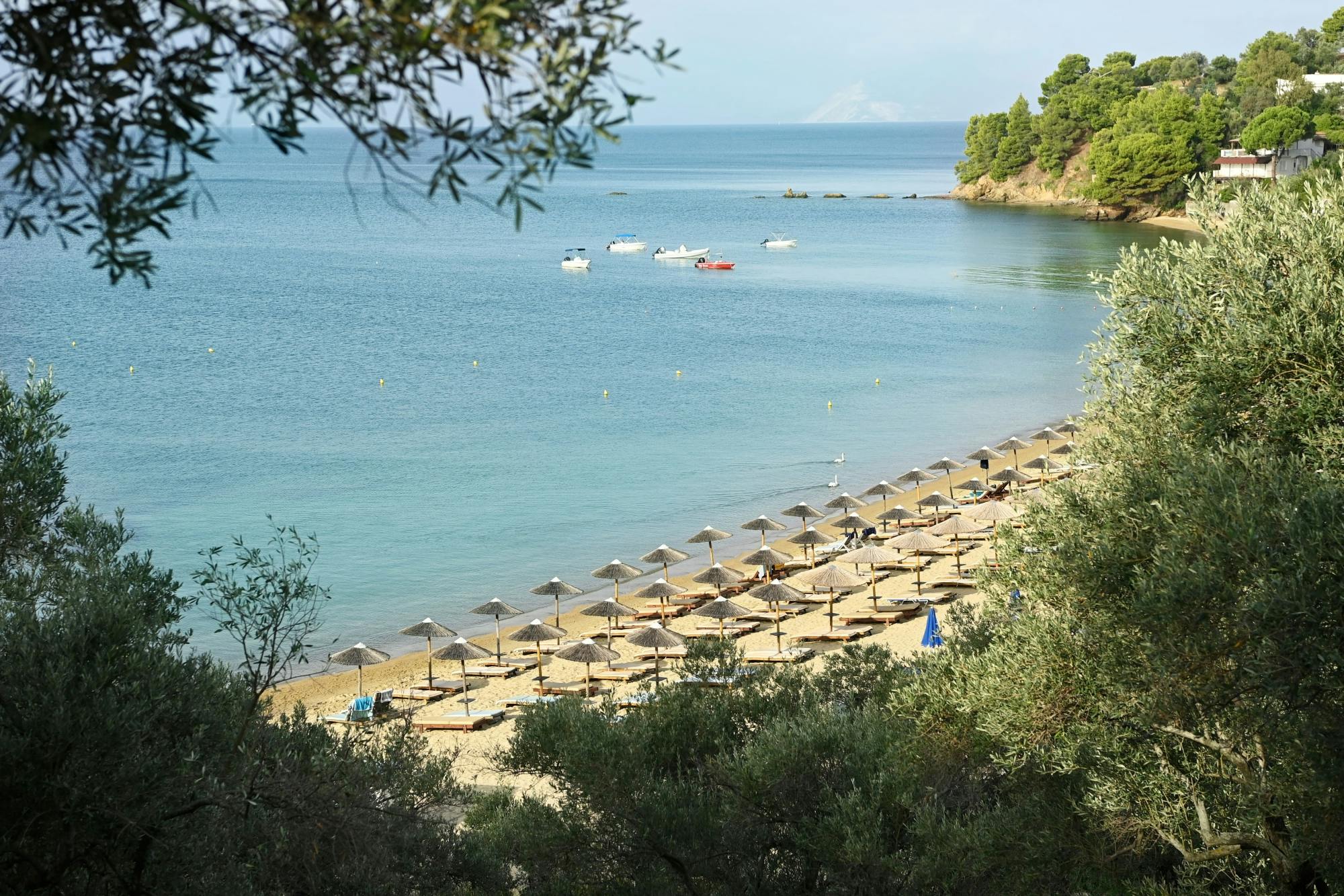 Taste Greece & Make a Dog's Day