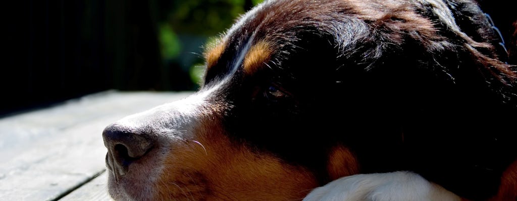 Skiathos dog shelter visit, hill walk and Greek cooking tour