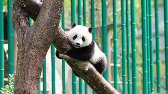 Chengdu private customized city tour