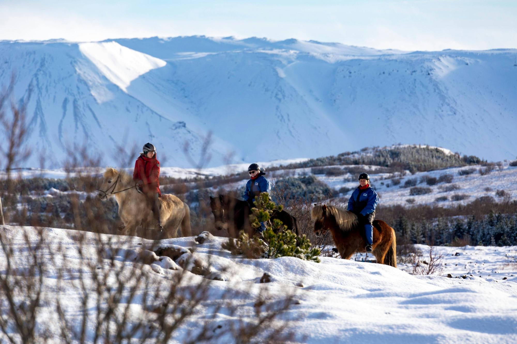 TUI Icelandic Horse Tour