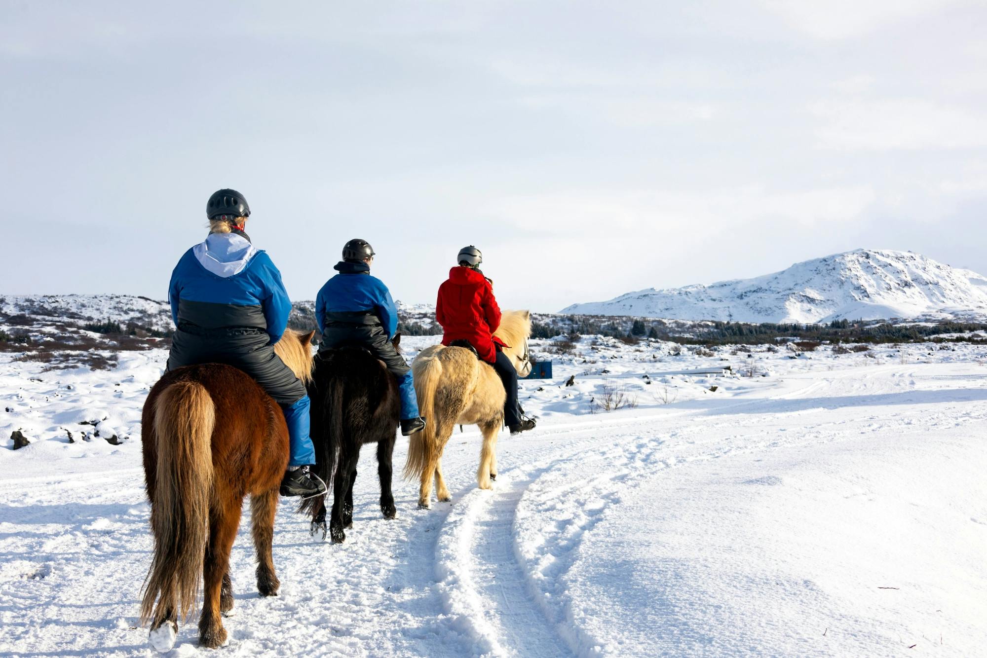TUI Icelandic Horse Tour