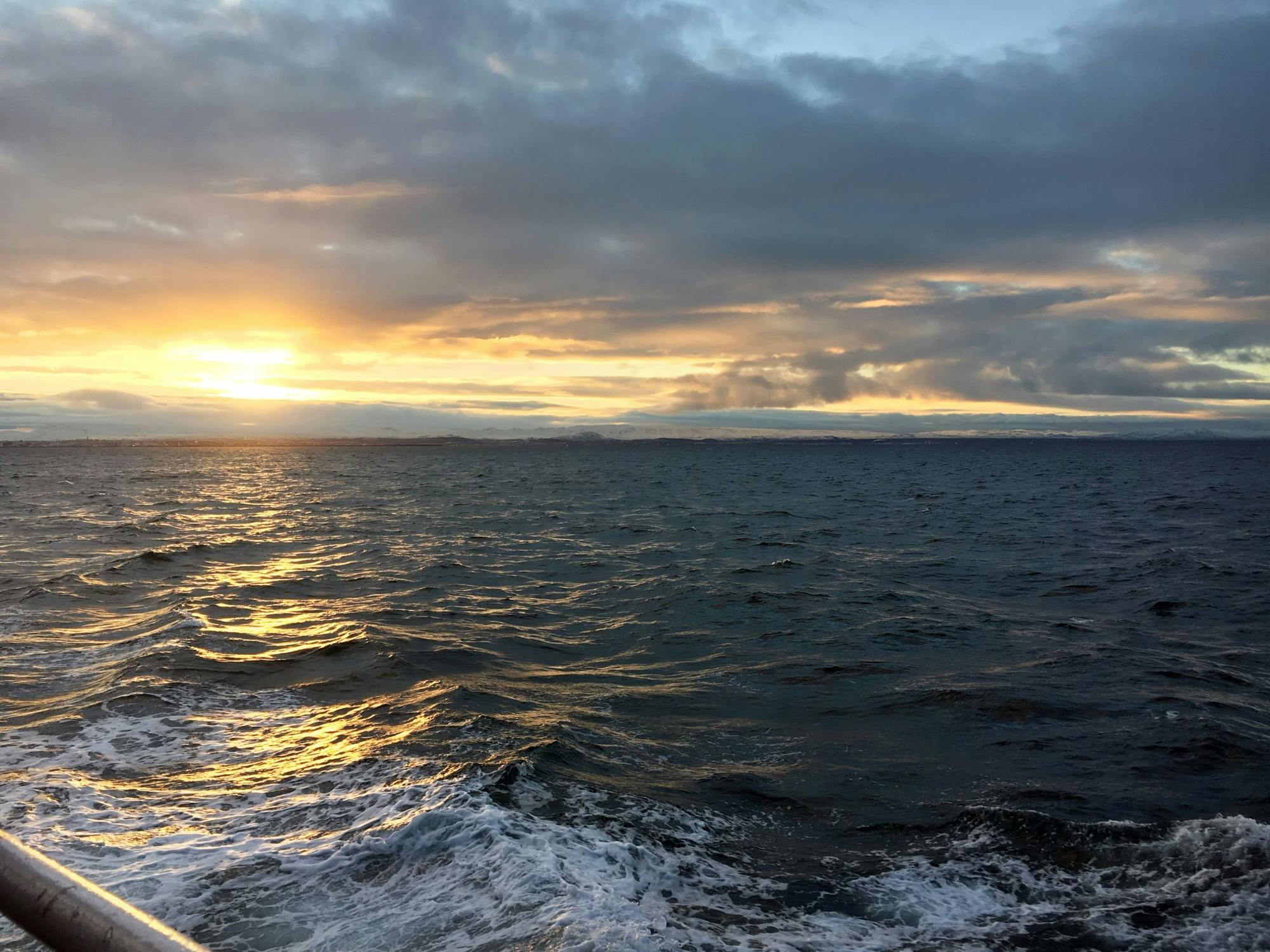 TUI Reykjavik Whale Watching Tour