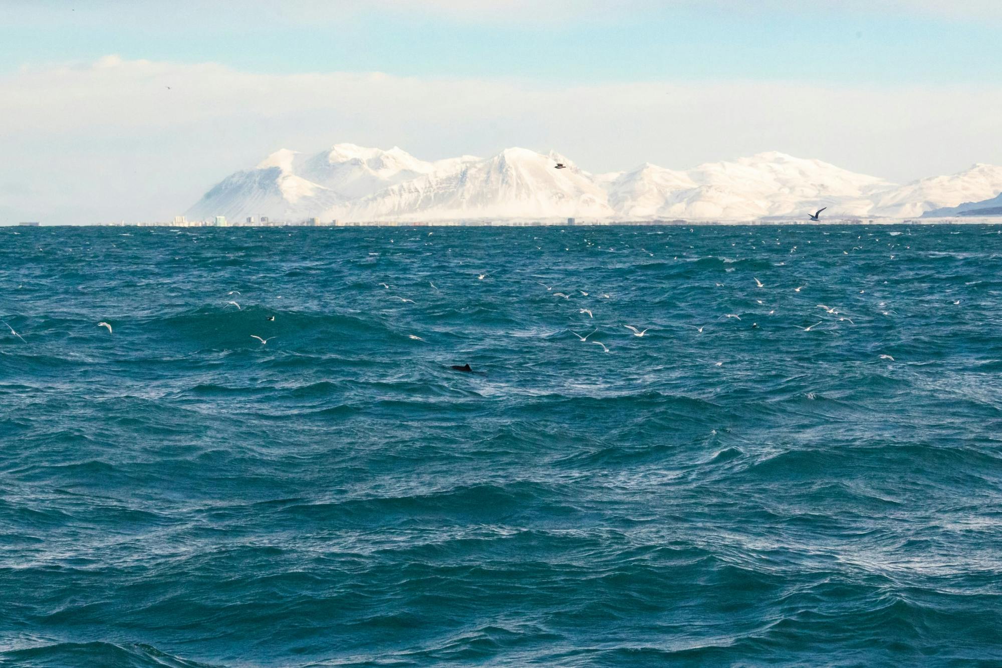 TUI Reykjavik Whale Watching Tour