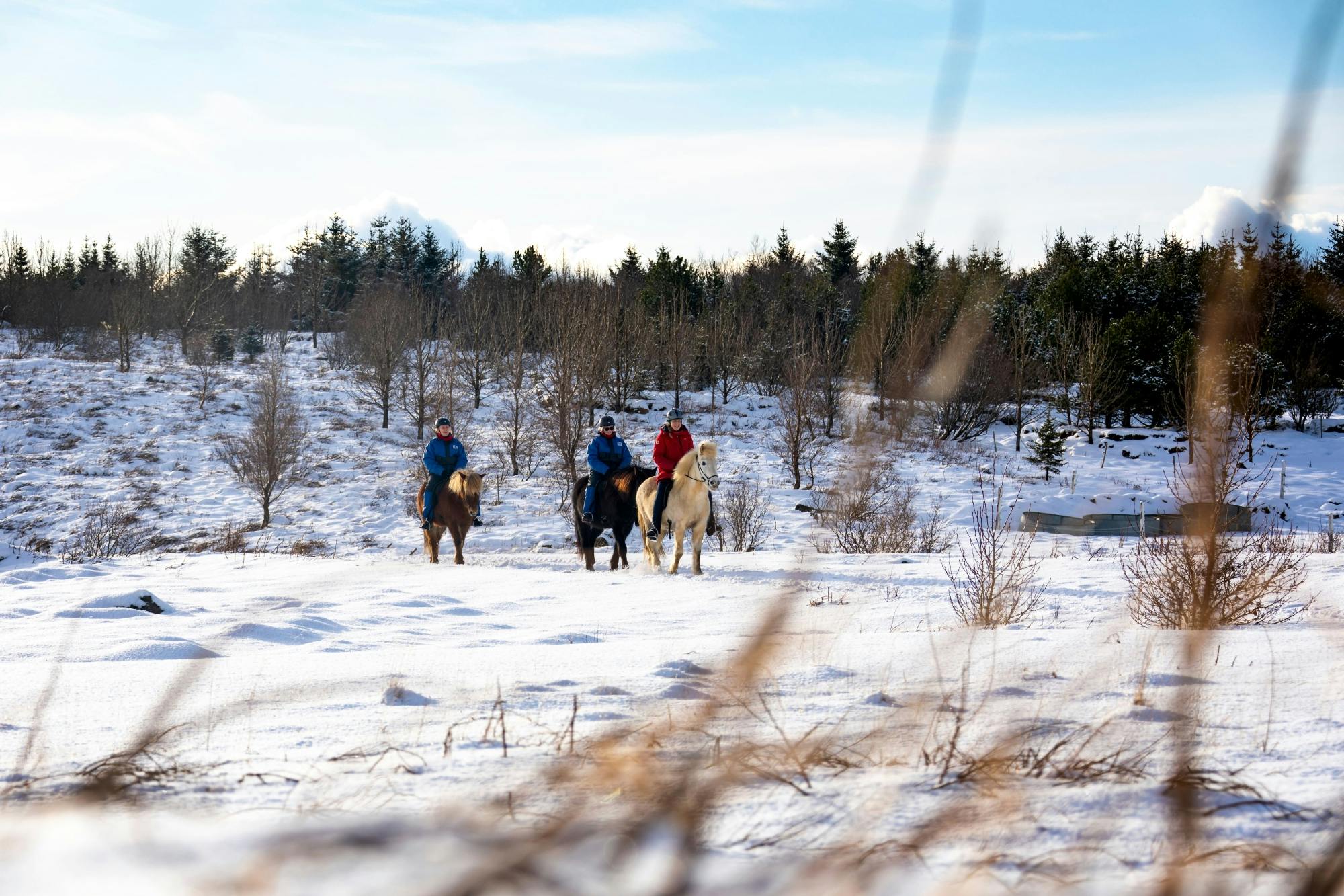 TUI Icelandic Horse Tour