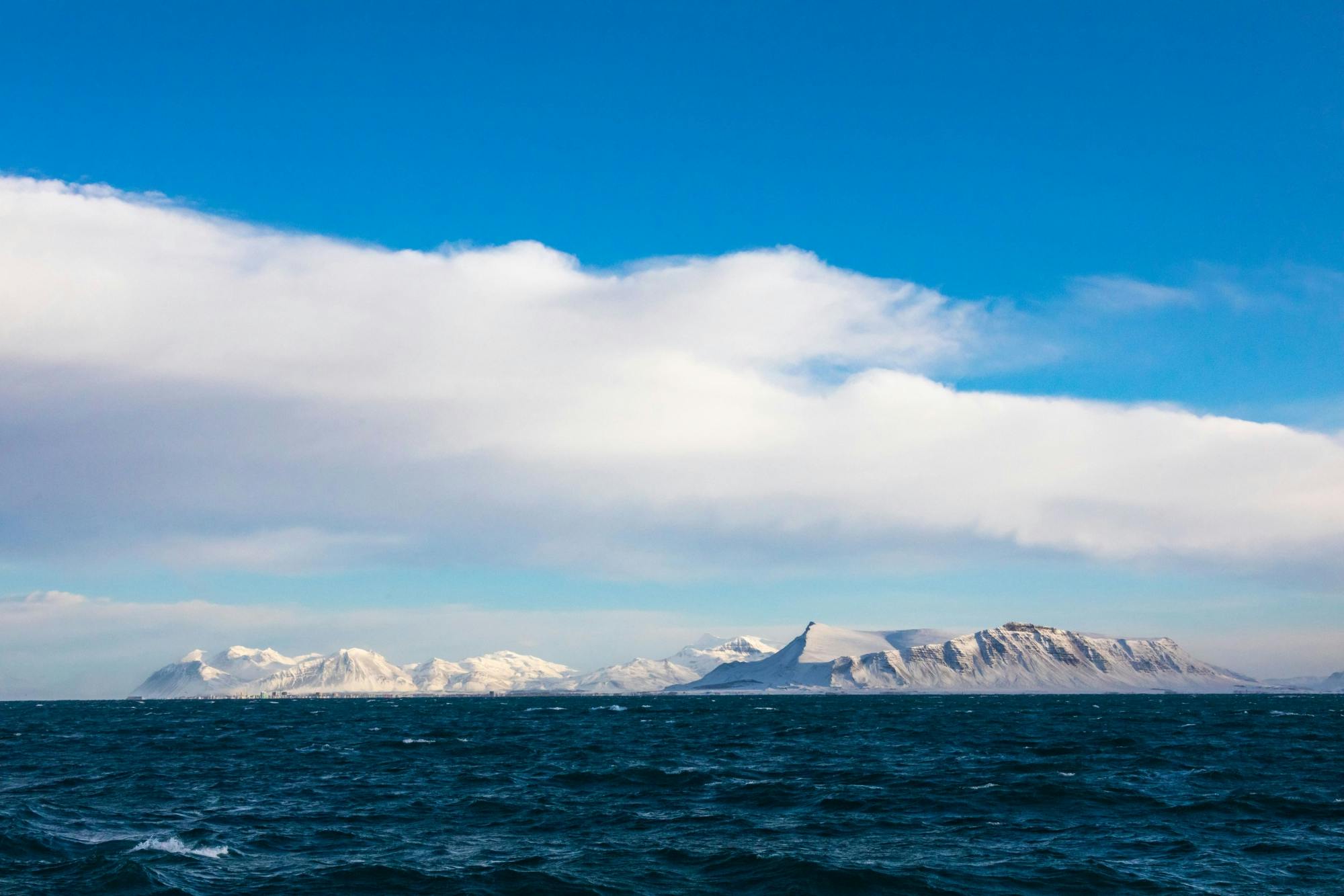 TUI Reykjavik Whale Watching Tour