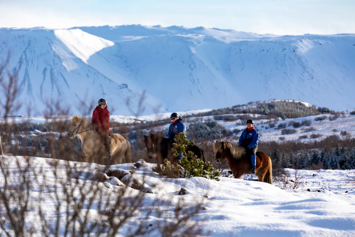 TUI Icelandic Horse Tour