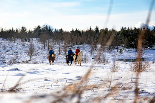 TUI Icelandic Horse Tour