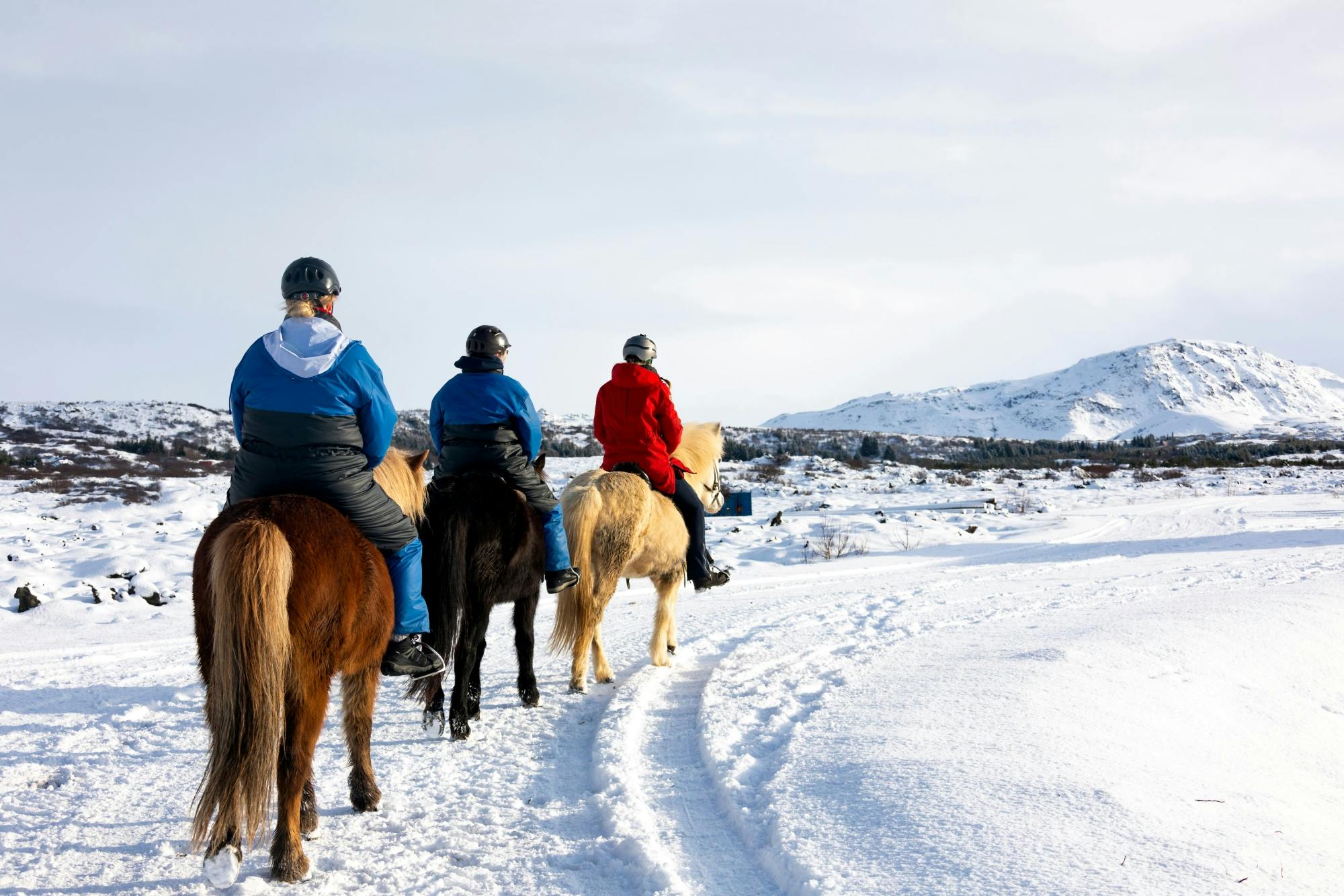 TUI Icelandic Horse Tour