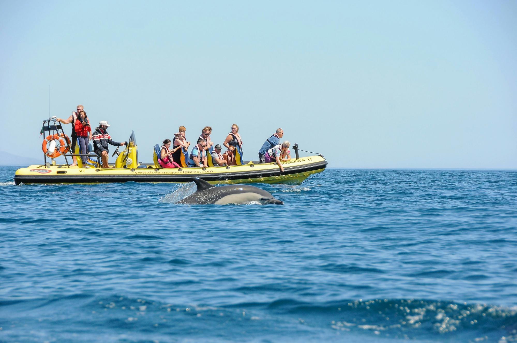Insonia Cave and Dolphins Speedboat with Transport from Albufeira