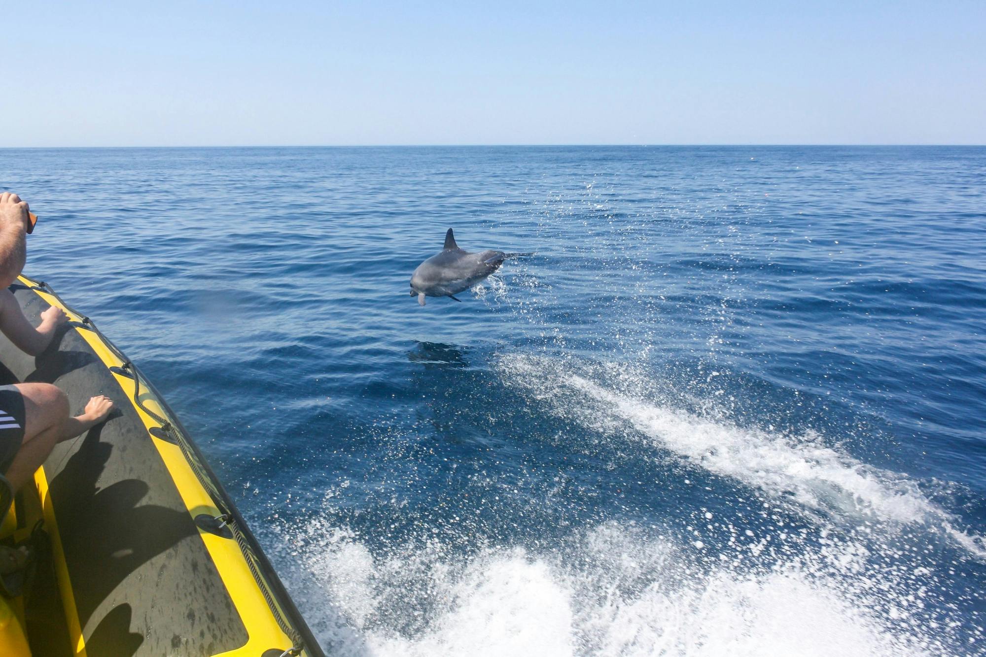 Insonia Cave and Dolphins Speedboat with Transport from Albufeira
