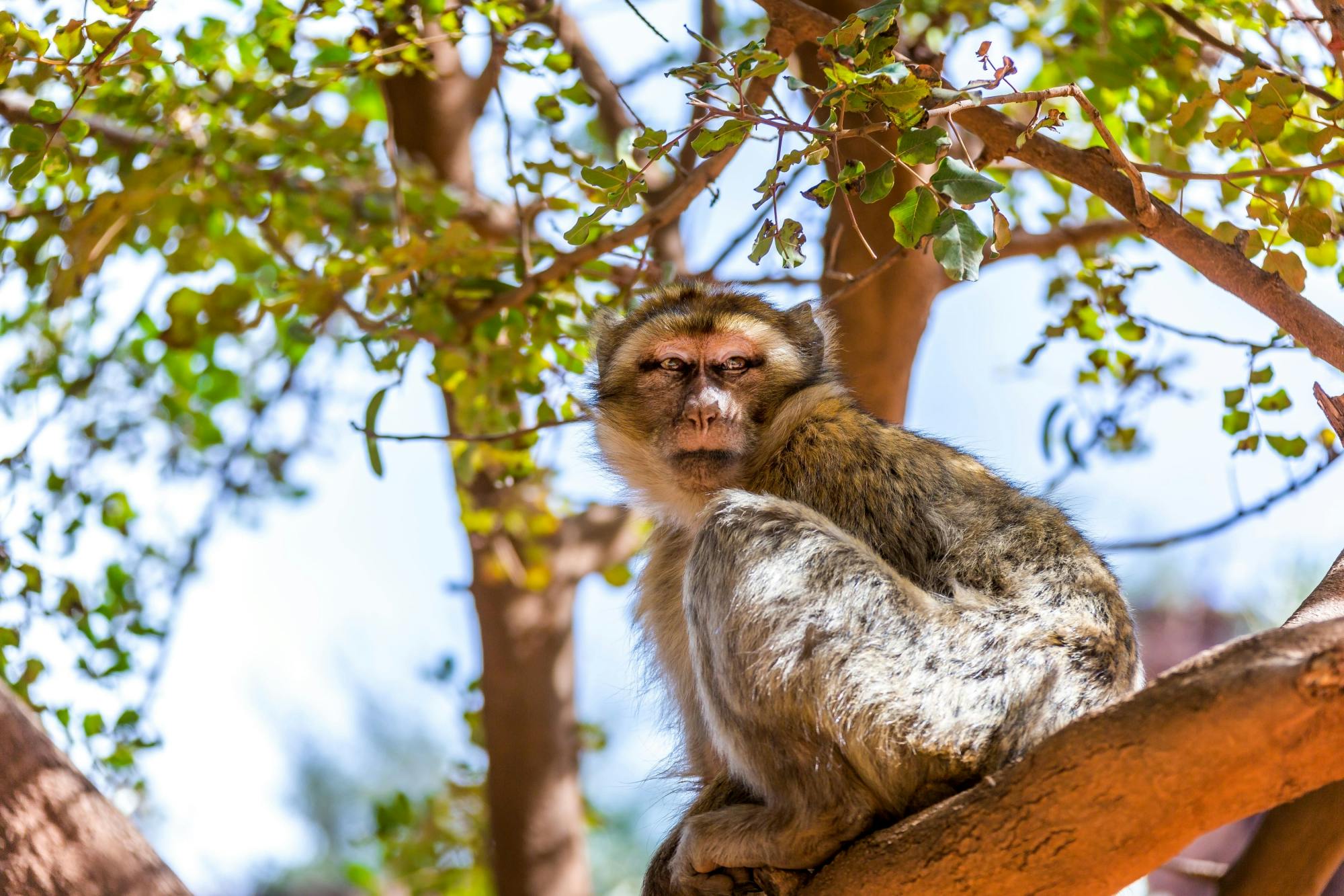 Ouzoud Waterfalls tour with Imi-n-Ifri and lunch from Marrakech