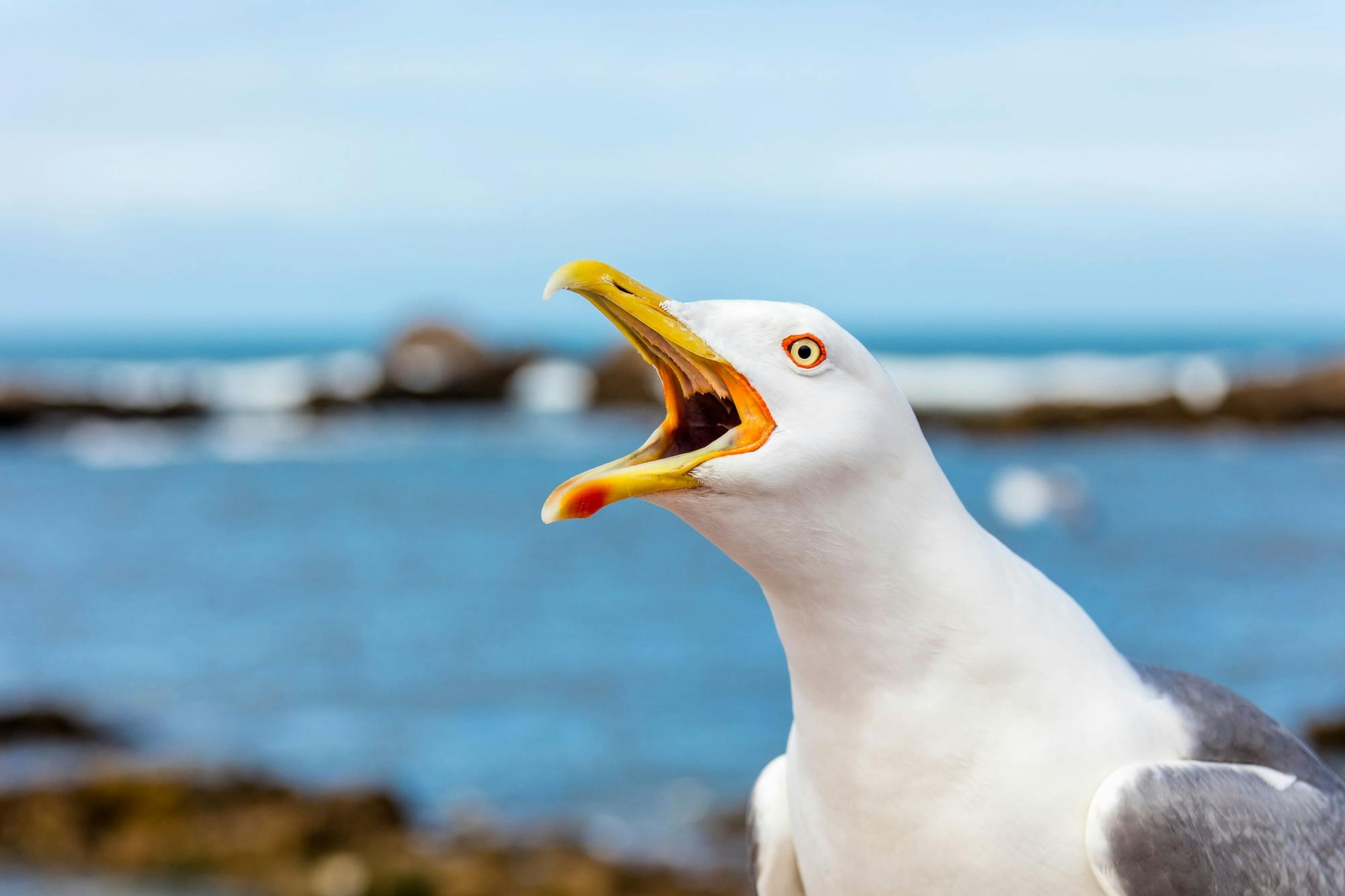 Essaouira medina and harbour tour with argan coop Visit