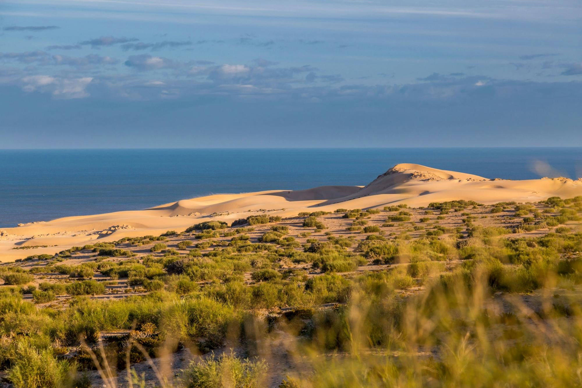 Essaouira medina and harbour tour with argan coop Visit