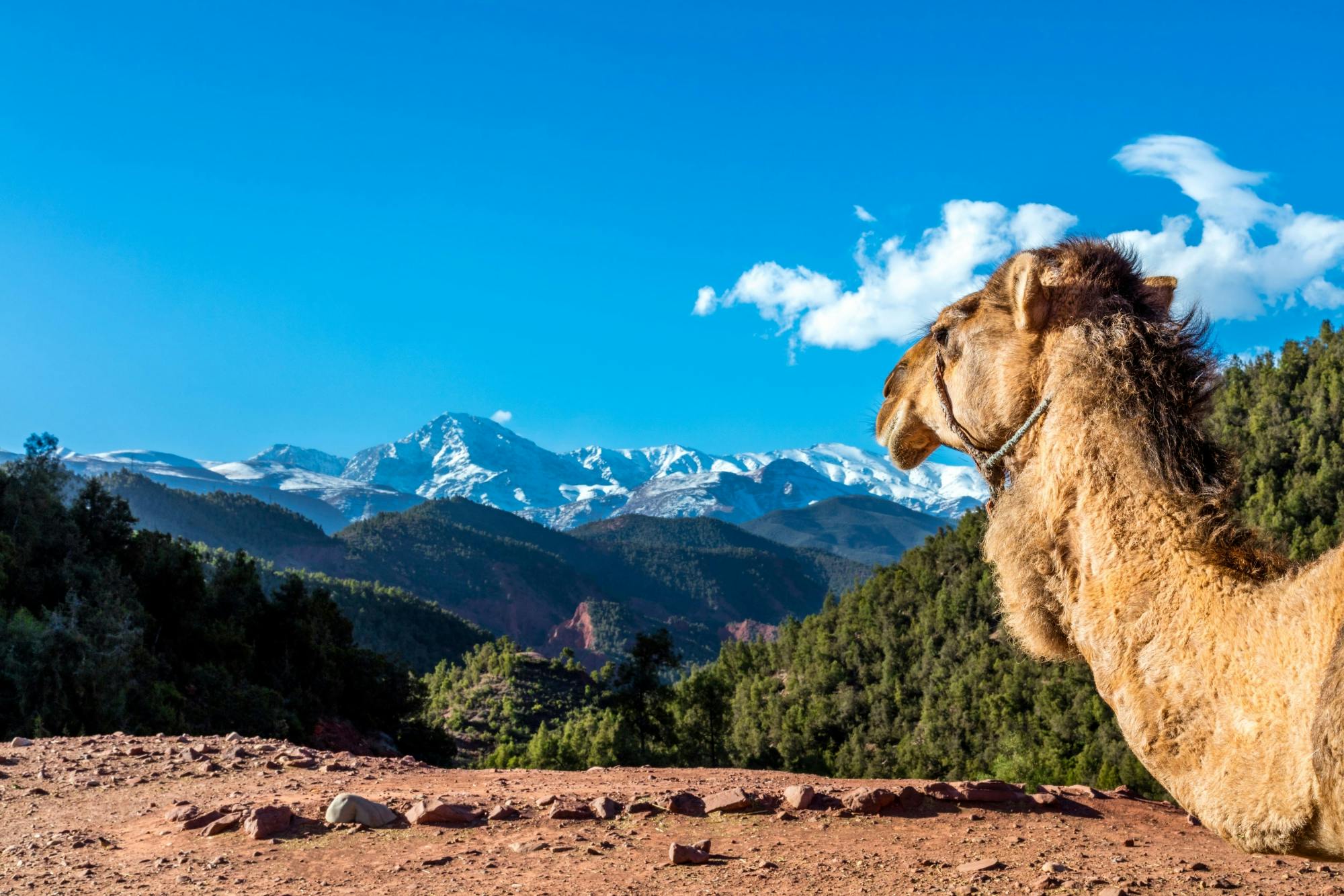 Atlas Mountains 4x4 tour with lunch at a Berber village