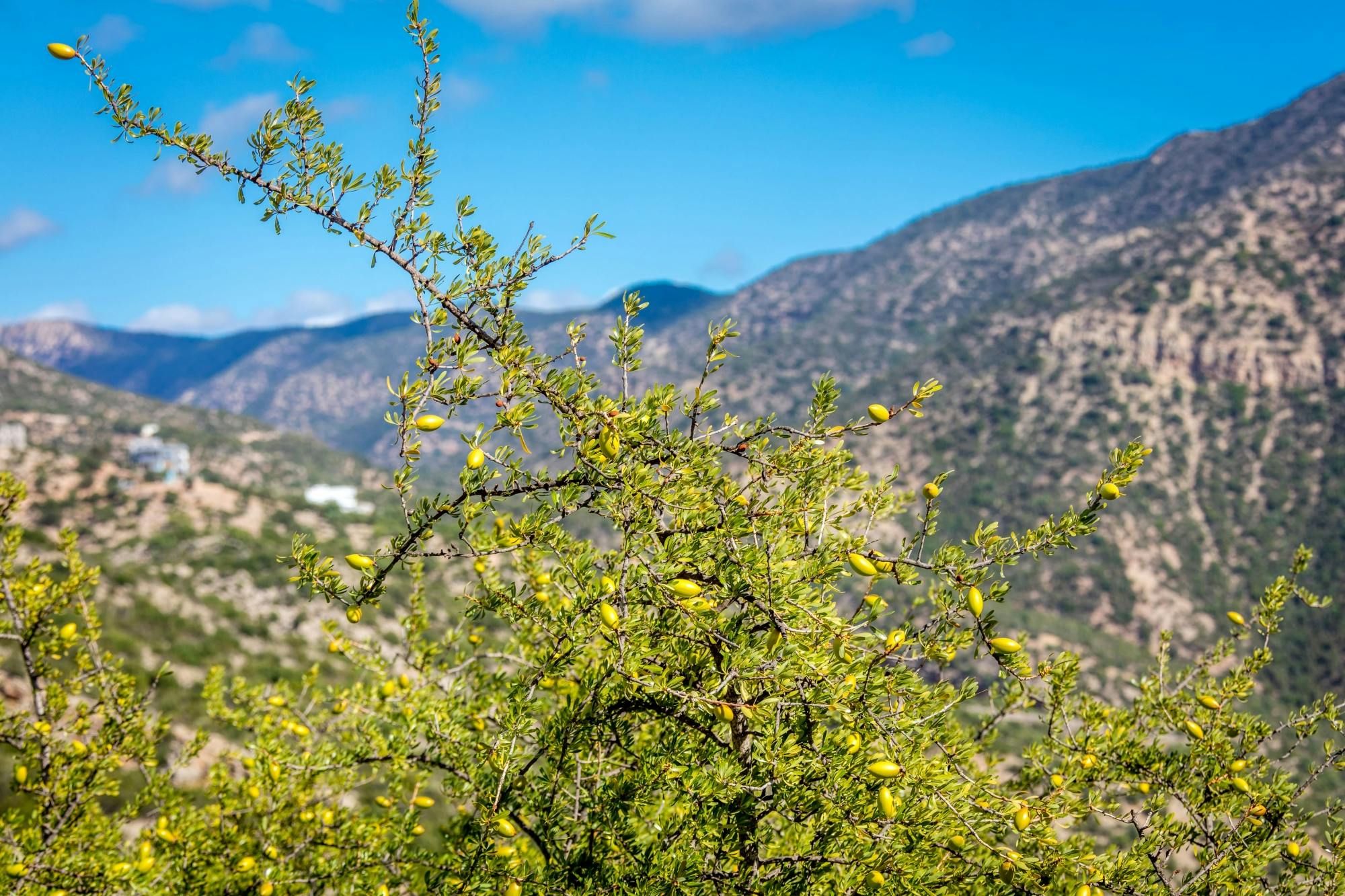 Atlas Mountains souks, valleys and oases tour