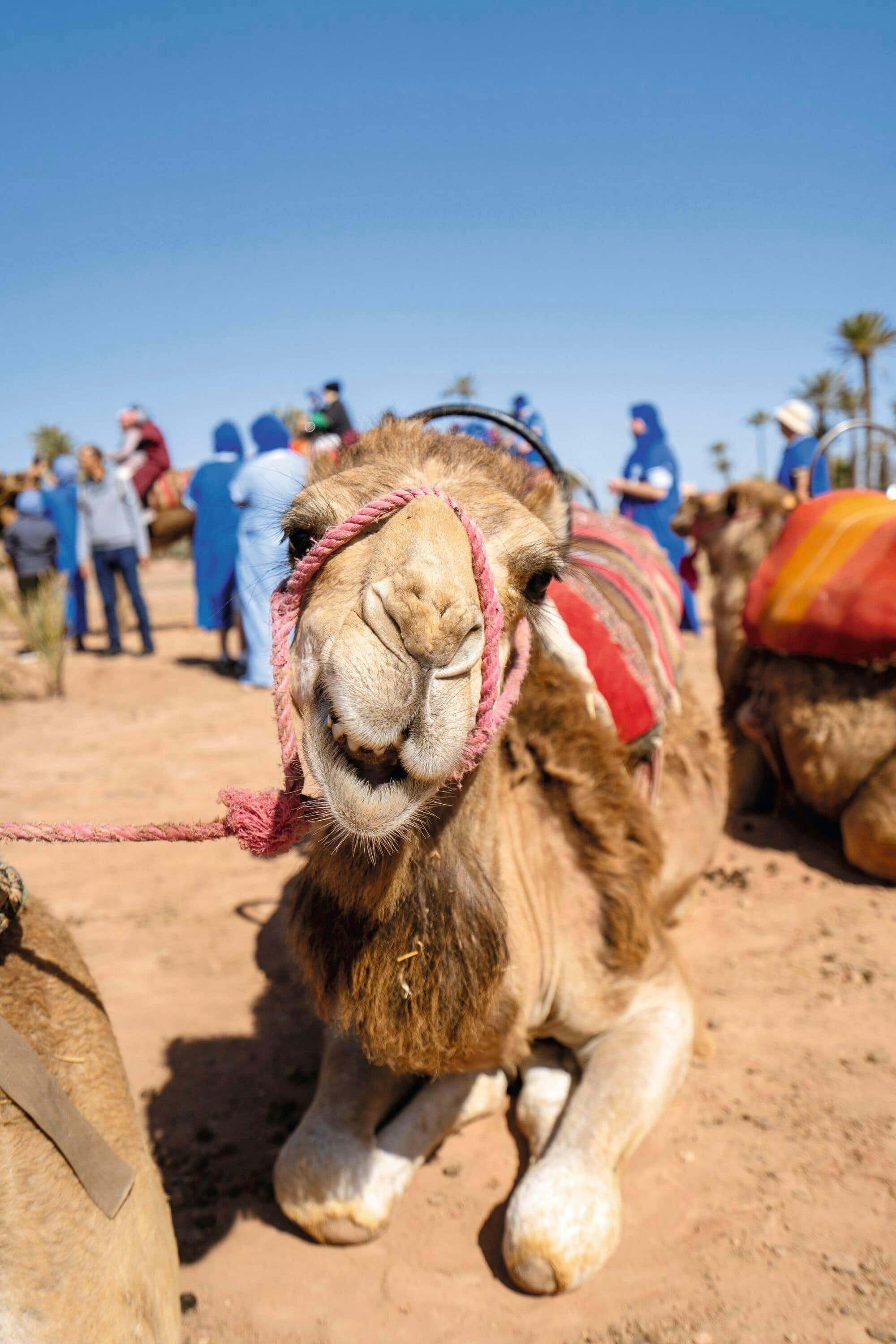 Riad diner in Marrakech medina with transport