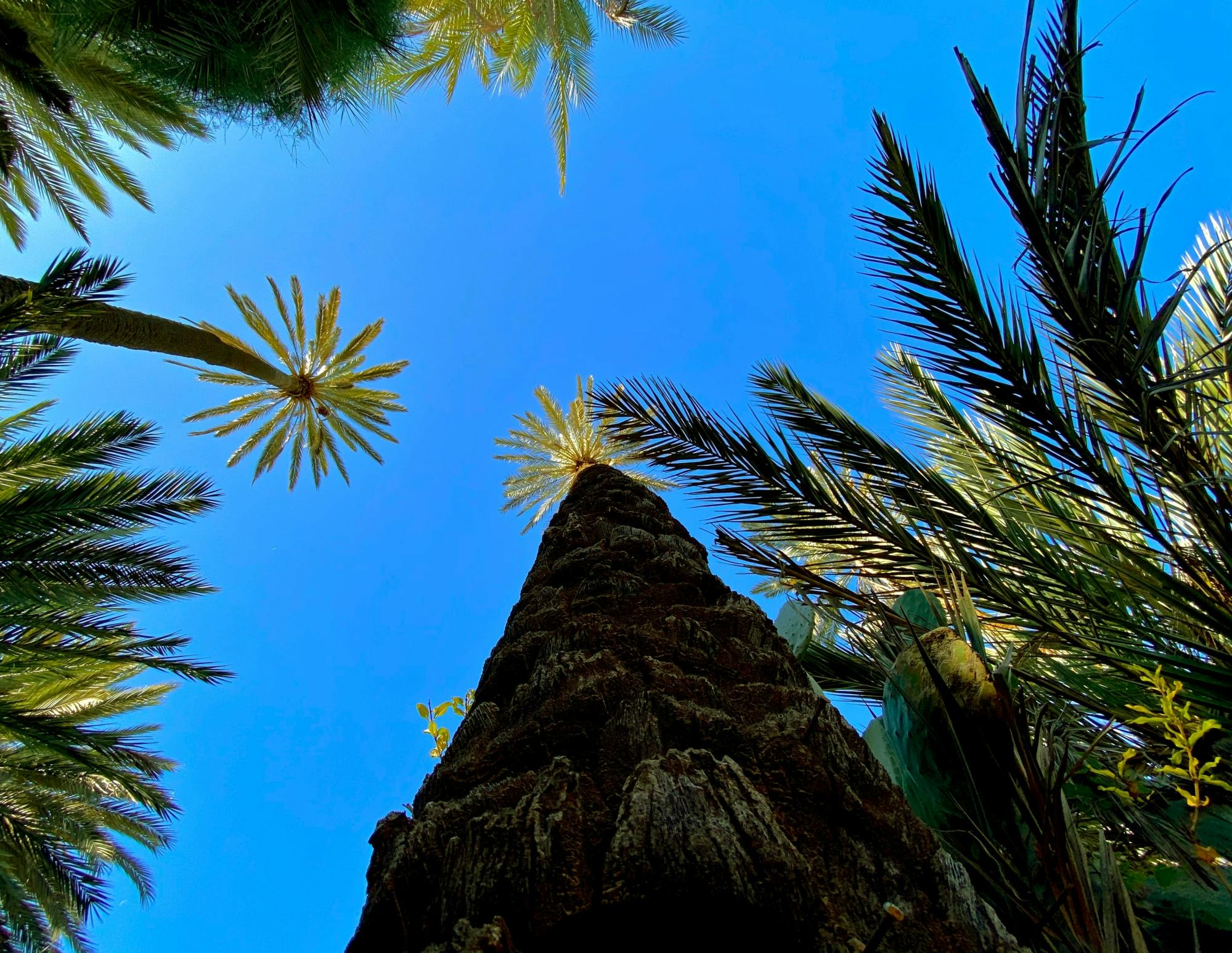 Guided tour of Tiout and Taroudant in Morocco