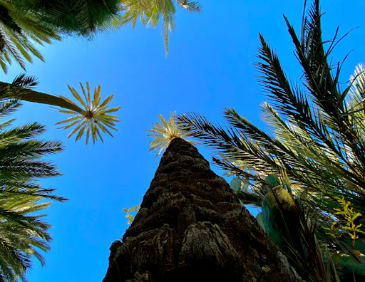 Guided tour of Tiout and Taroudant in Morocco