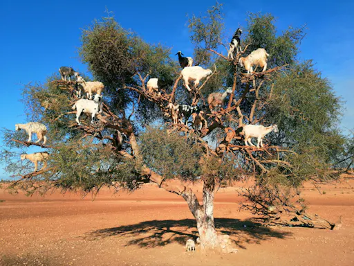 Guided tour of Tiout and Taroudant in Morocco