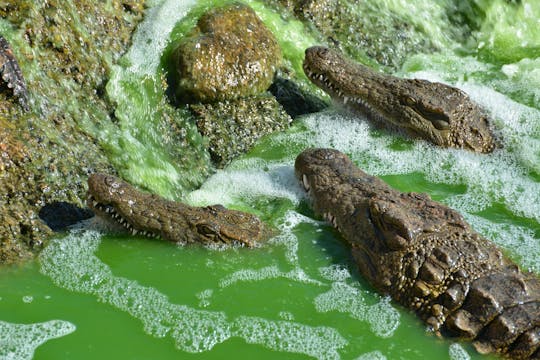 Wycieczka do Crocoparc w Agadirze