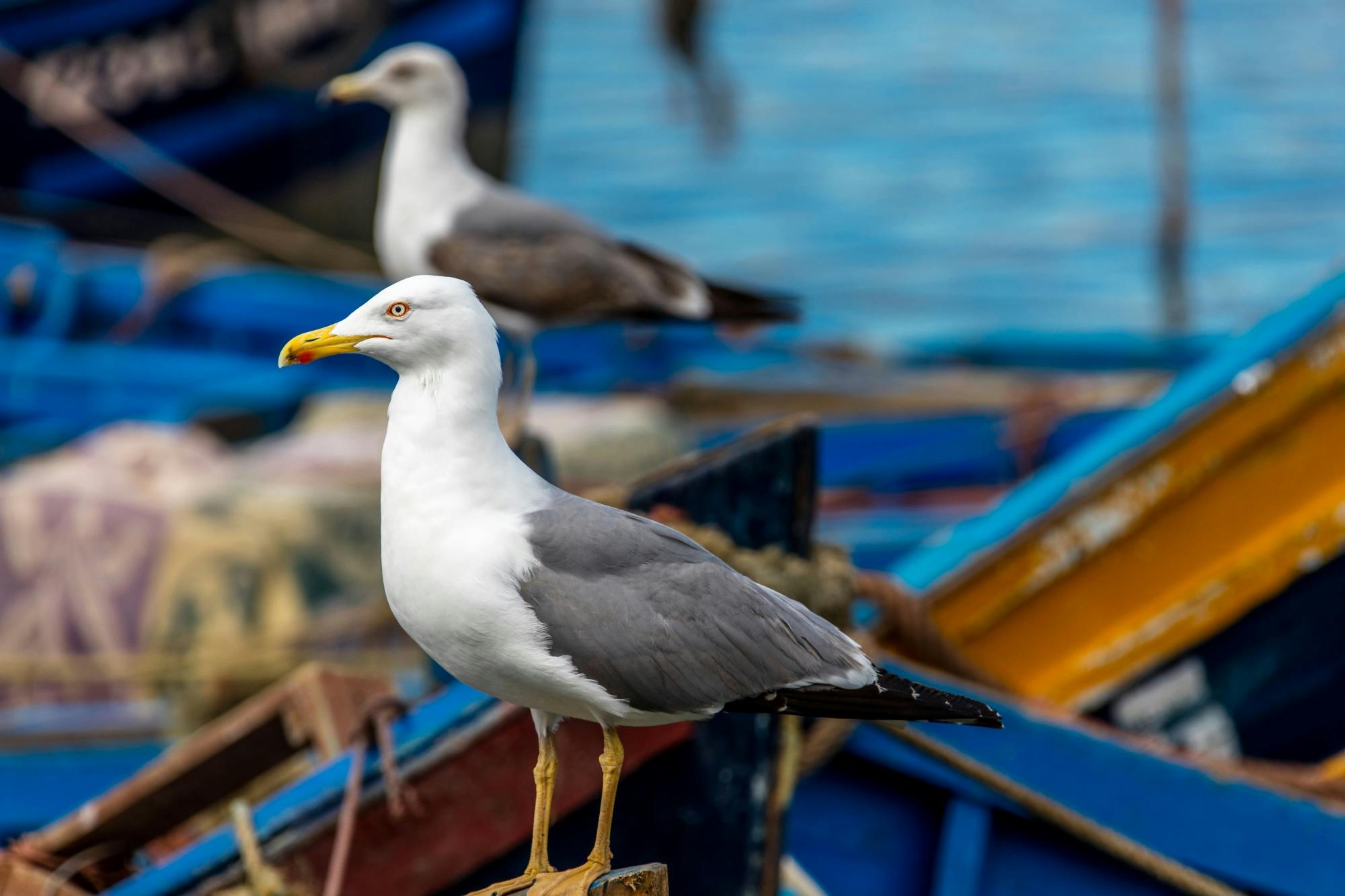Essaouira medina and harbour tour with argan coop Visit