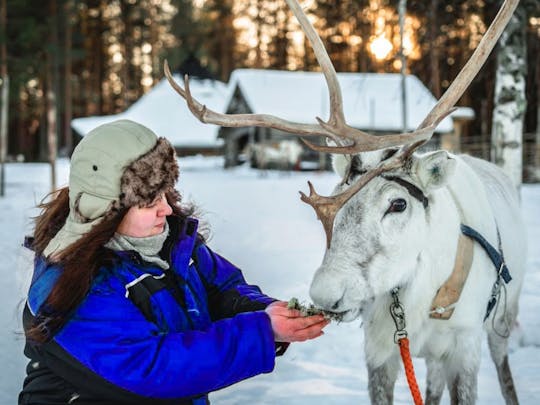 Reindeer safari at a 200-year-old farm with 2.5 km sled ride