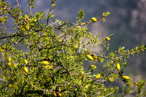 Atlas Mountains trekking tour