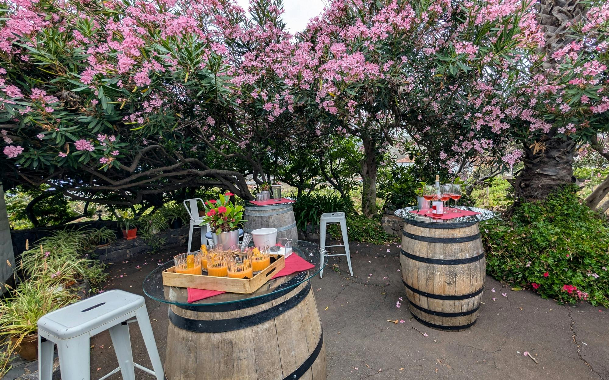Nat Geo Day Tour: Wine in the Canary Islands - a sensory experience
