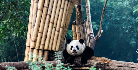 A Panda-themed adventure for families