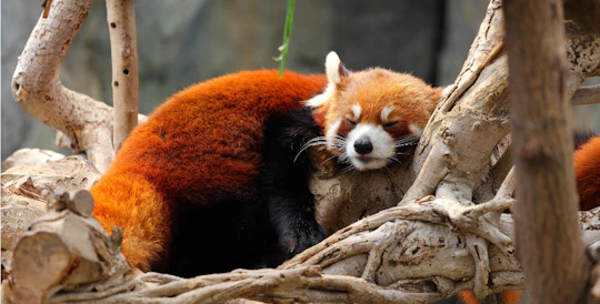 Red panda and Dujiangyan private tour