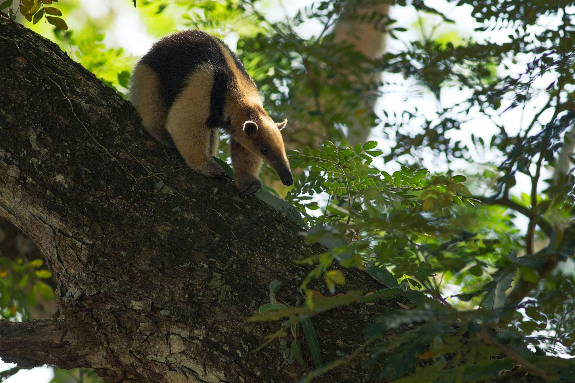 2-in-1 Combo Arenal Volcano and La Fortuna Waterfall