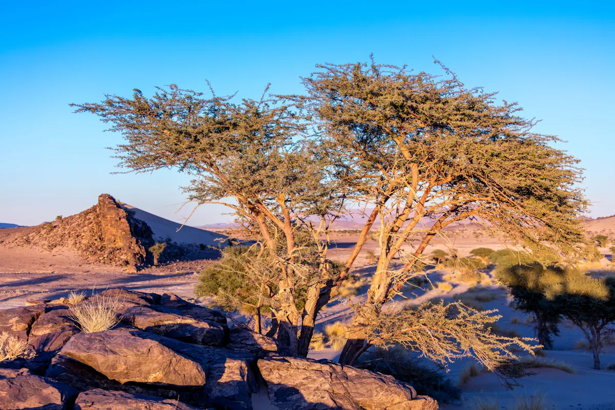 Sea, Dunes &and Tiznit Off-Road Tour