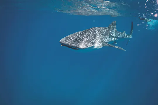 Esperienza di 3 giorni con lo squalo balena a Mafia Island da Zanzibar