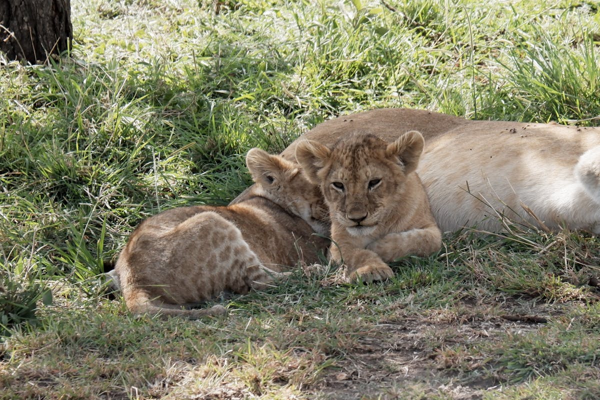 Serengeti, Ngorongoro, Tarangire 4-daagse privésafari vanuit Zanzibar