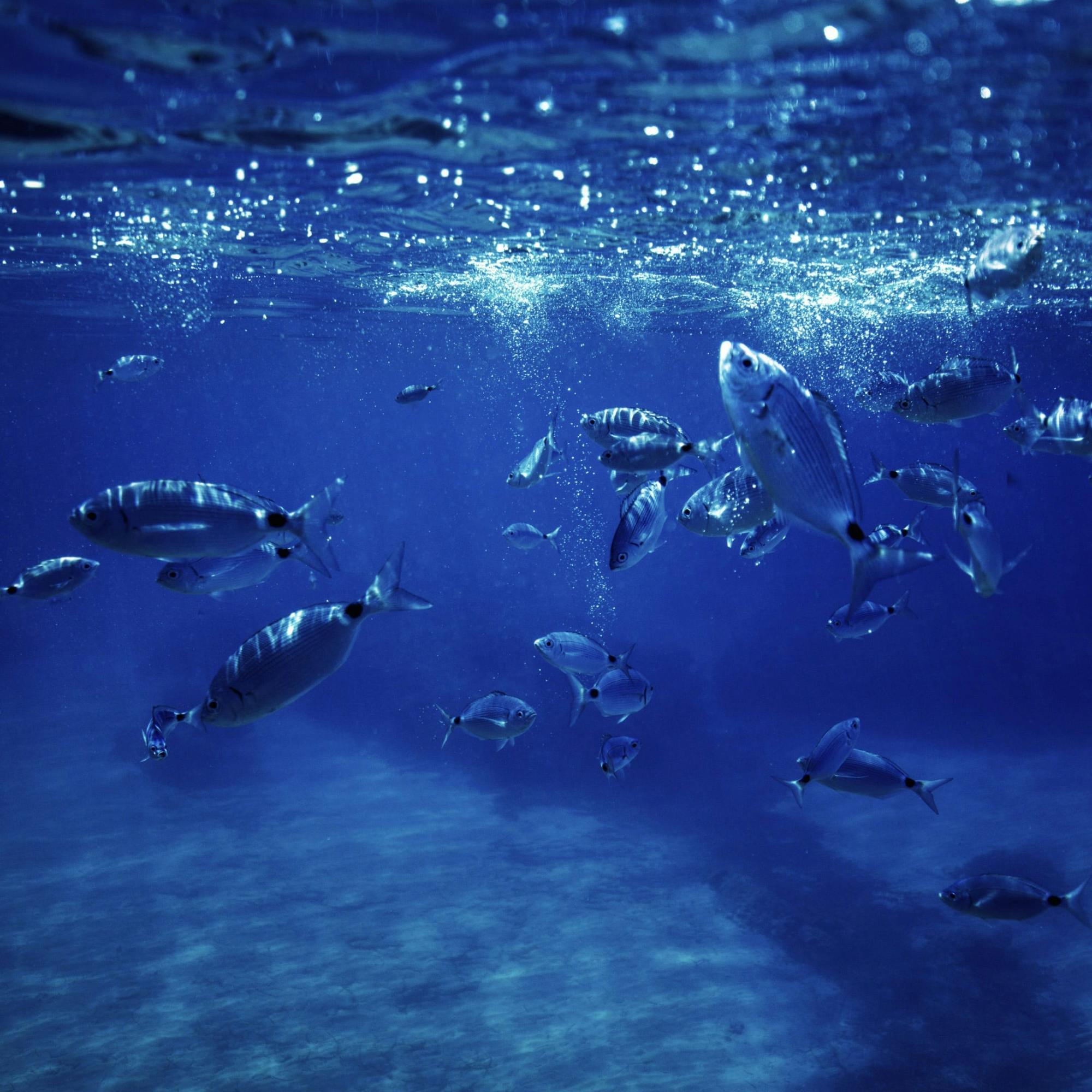 Boat trip to Menorca’s hidden beaches from Cala Galdana