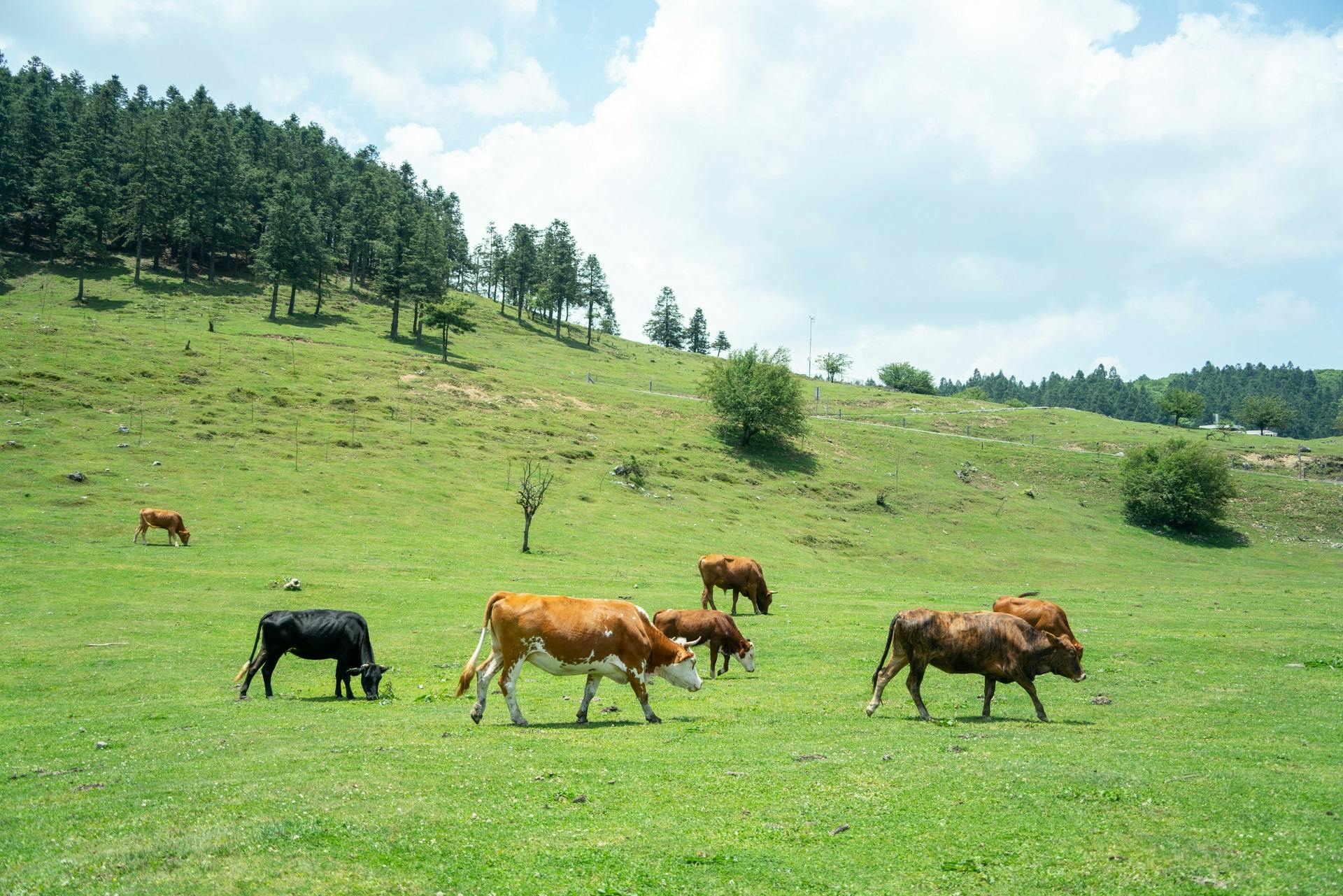 Wulong private tour with Three Natural Bridges and Fairy Mountain