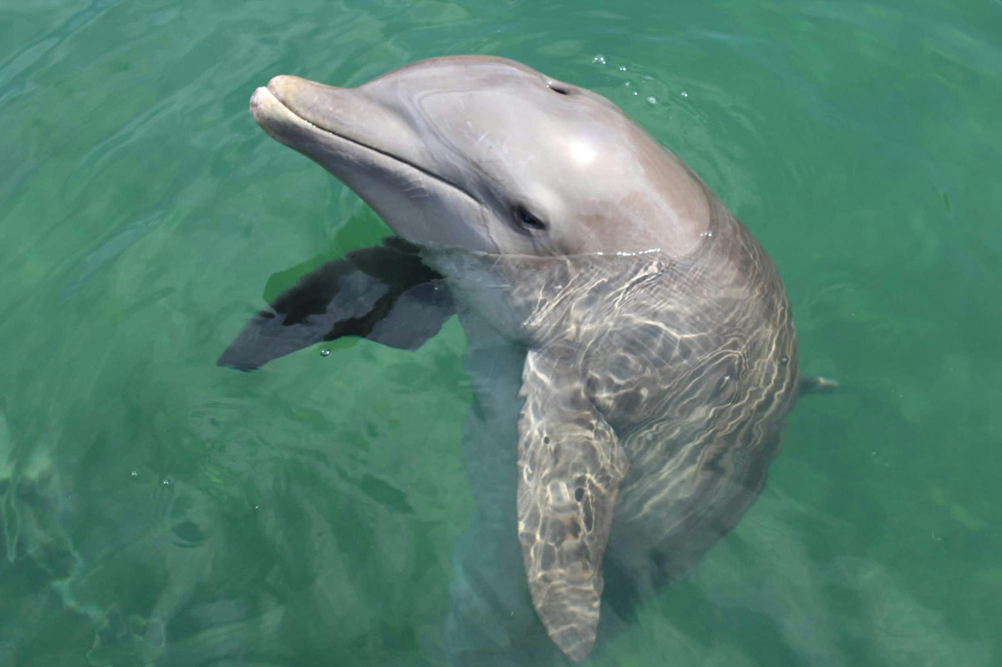 Swimming with dolphins and catamaran cruise at Puerto Aventuras