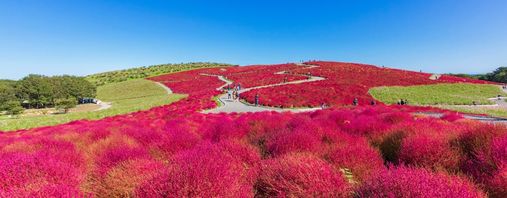 Full-day Garden of Light and Ibaraki's Scarlet Kochia guided tour