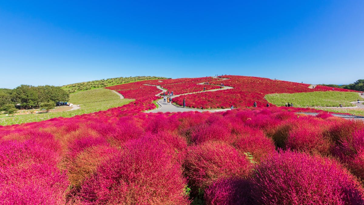 Visita guidata di un'intera giornata al Giardino della Luce e alla Kochia Scarlatta di Ibaraki