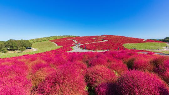 Full-day Garden of Light and Ibaraki's Scarlet Kochia guided tour