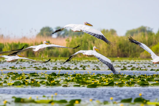 Escape to the Danube Delta tour