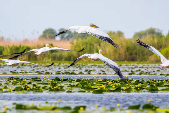 Excursão ao Delta do Danúbio