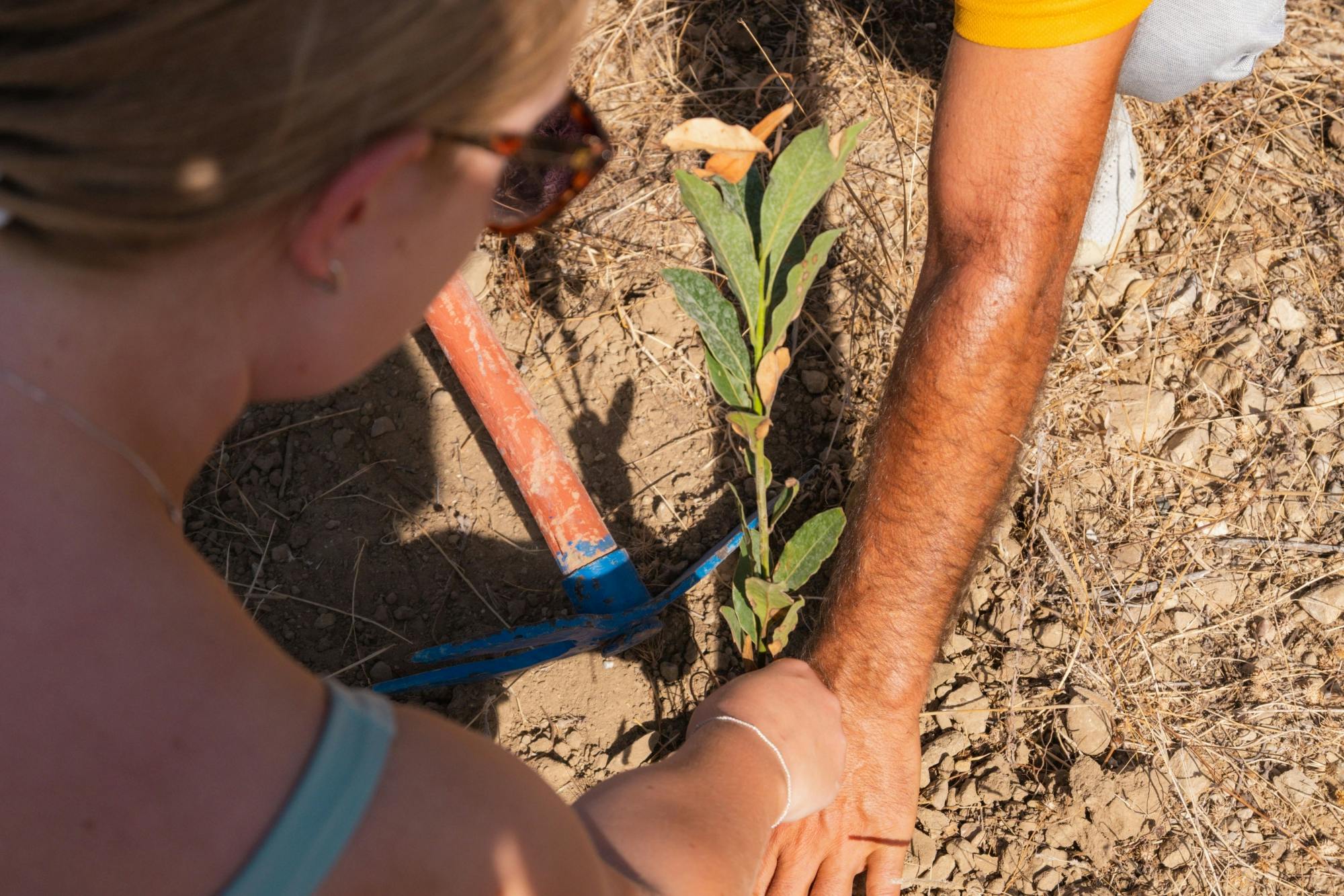 Green Canyon cruise and 4x4 tour with tree-planting