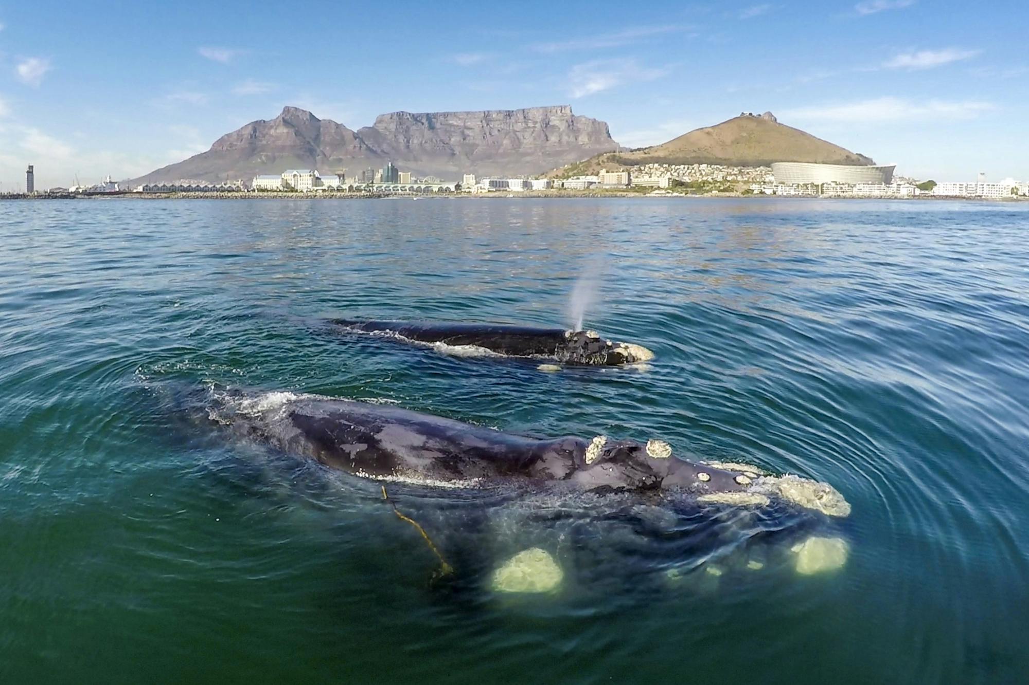 Whale watching boat cruise with transfer from Cape Town