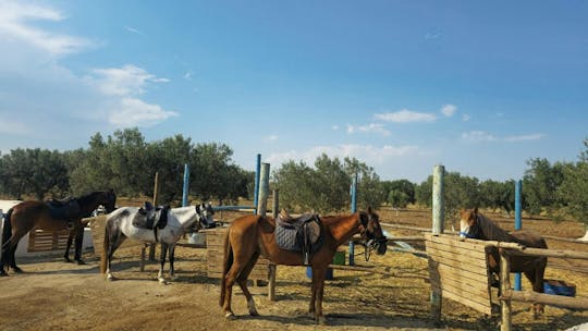 Half-day Hammamet countryside caravan with traditional bread tasting