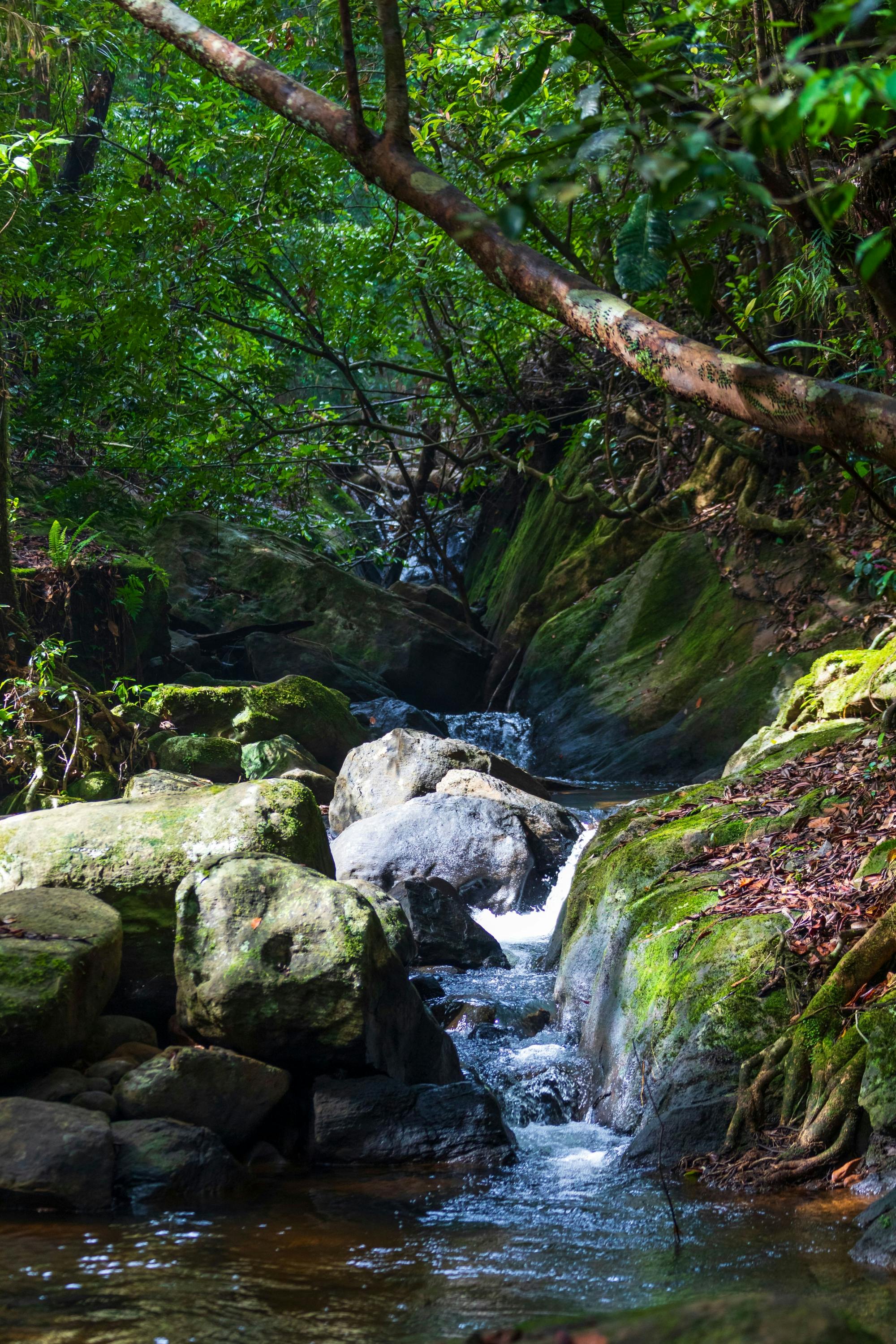 Sri Lanka rainforest two-day tour in Sinharaja Eco Lodge